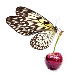 Sweet cherry and beautiful butterfly