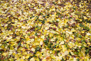 leaves of autumn as background