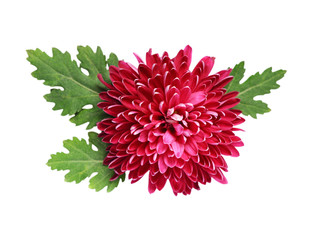 Purple aster isolated on white