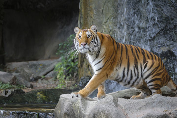 Sumatran tiger