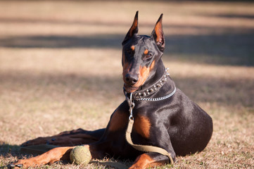 Beautiful Doberman lying down on the grass