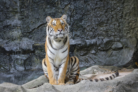 Sumatran tiger