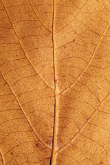 autumn leaf as a background. macro
