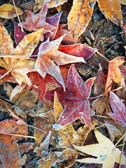 Frozen Leaves In Fall