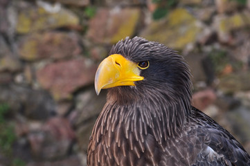 Rapace , Pygargue de Steller