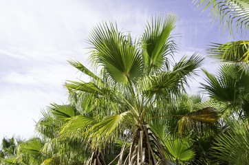 Fototapeta na wymiar European fan palm, Chamaerops humilis