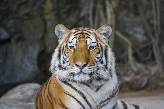 Sumatran tiger looking