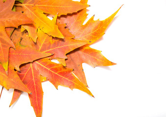 autumn leaves on a white background