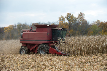 Combining corn field