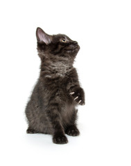 Cute black cat on white