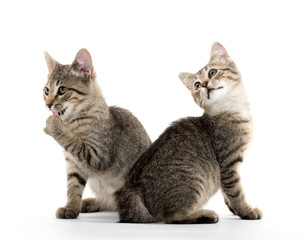 Two tabby kittens