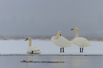 Obraz premium Whooper Swan (Cygnus cygnus) in winter