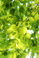 Obraz premium Linde im Frühling