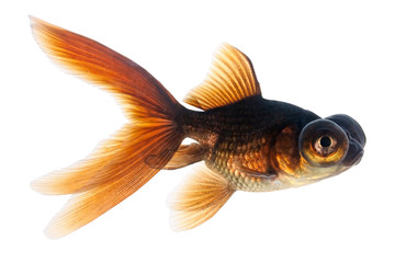 Telescope eye goldfish