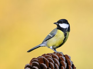 Fototapeta premium Great tit.