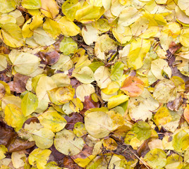 leaves of autumn as background