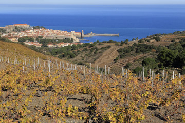 Obraz premium Collioure, vignes en terrasse - automne.