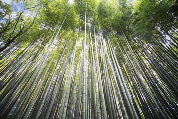 Nice bamboo forest
