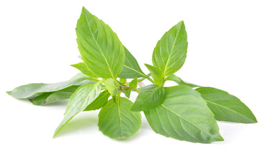 basil isolated