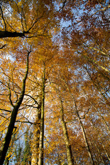 Obraz premium Autumn Forest - 03