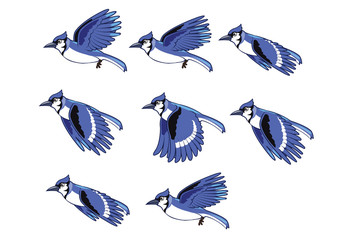 Naklejka premium Blue Jay Bird Flying Animation Sprite