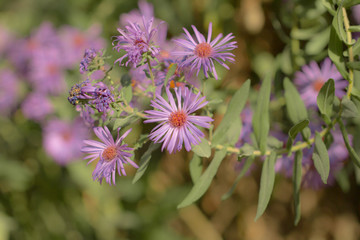 purple flower in nature