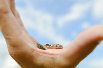 Fototapeta premium frog