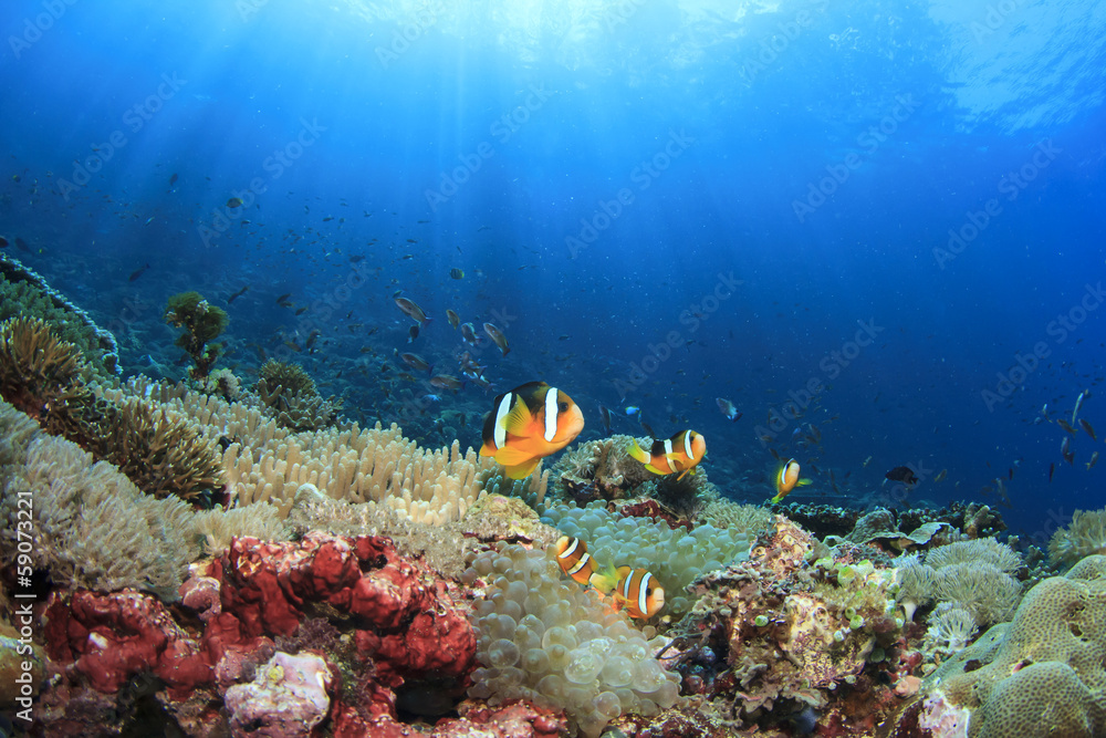 Wall mural Coral reef with anemones and clownfish