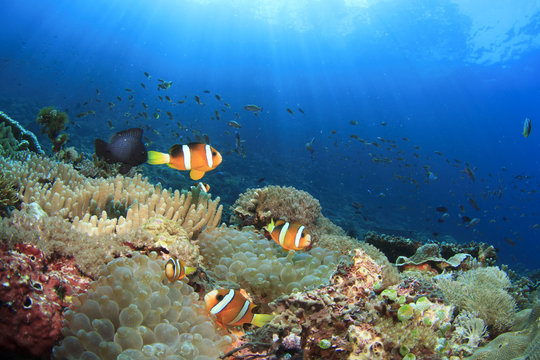 Underwater reef with Clownfish and Anemones