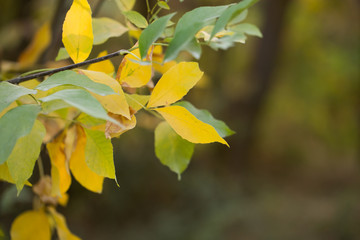 the leaves on the tree in nature in autumn