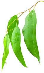 feuilles d'eucalyptus