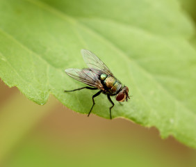 flies