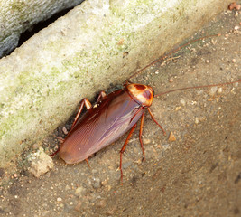 Cockroach
