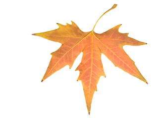 autumn leaf on a white background