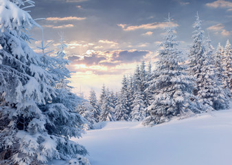 Sunny winter morning in the mountain forest.