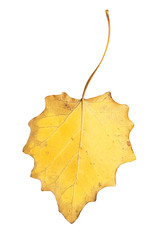 autumn leaf on a white background