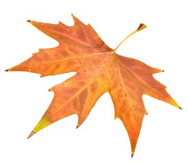 autumn leaf on a white background