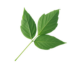 Green Leaves Isolated