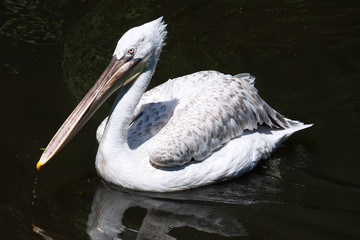Pelican