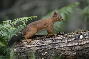 Red squirrel, Sciurus vulgaris