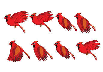 Fototapeta premium Cardinal Bird Flying Animation Sprite