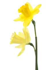 Deurstickers Narcis daffodil