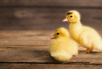 Duckling on wooden background