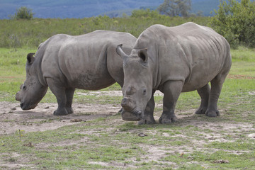 Pair of De-Horned Rhinos