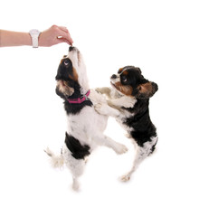 Cavalier King Charles Hunde – Leckerli