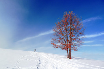 winter landscape with solitary tree and person walking