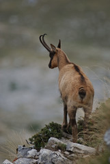 camoscio appenninico d'Abruzzo 04