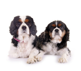 Cavalier King Charles Hunde – liegend