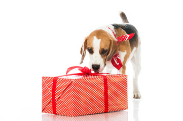 Hund schnüffelt an Geschenk
