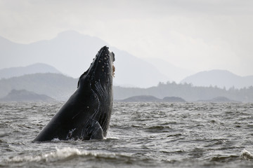 Humback whale (Megaptera novaeangliae) breaching.